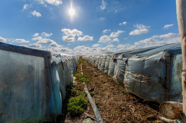 Китайцы выращивают помидоры в волгоградской области